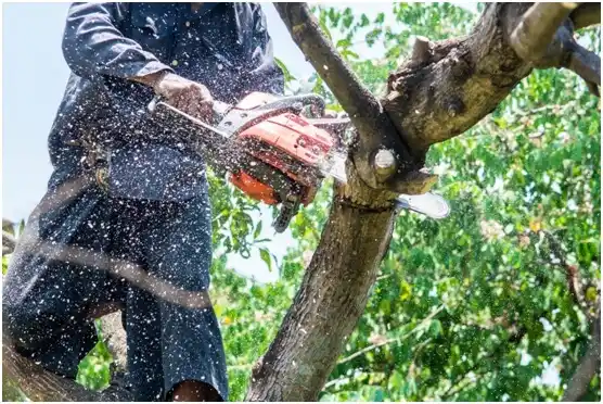 tree services Ridgefield